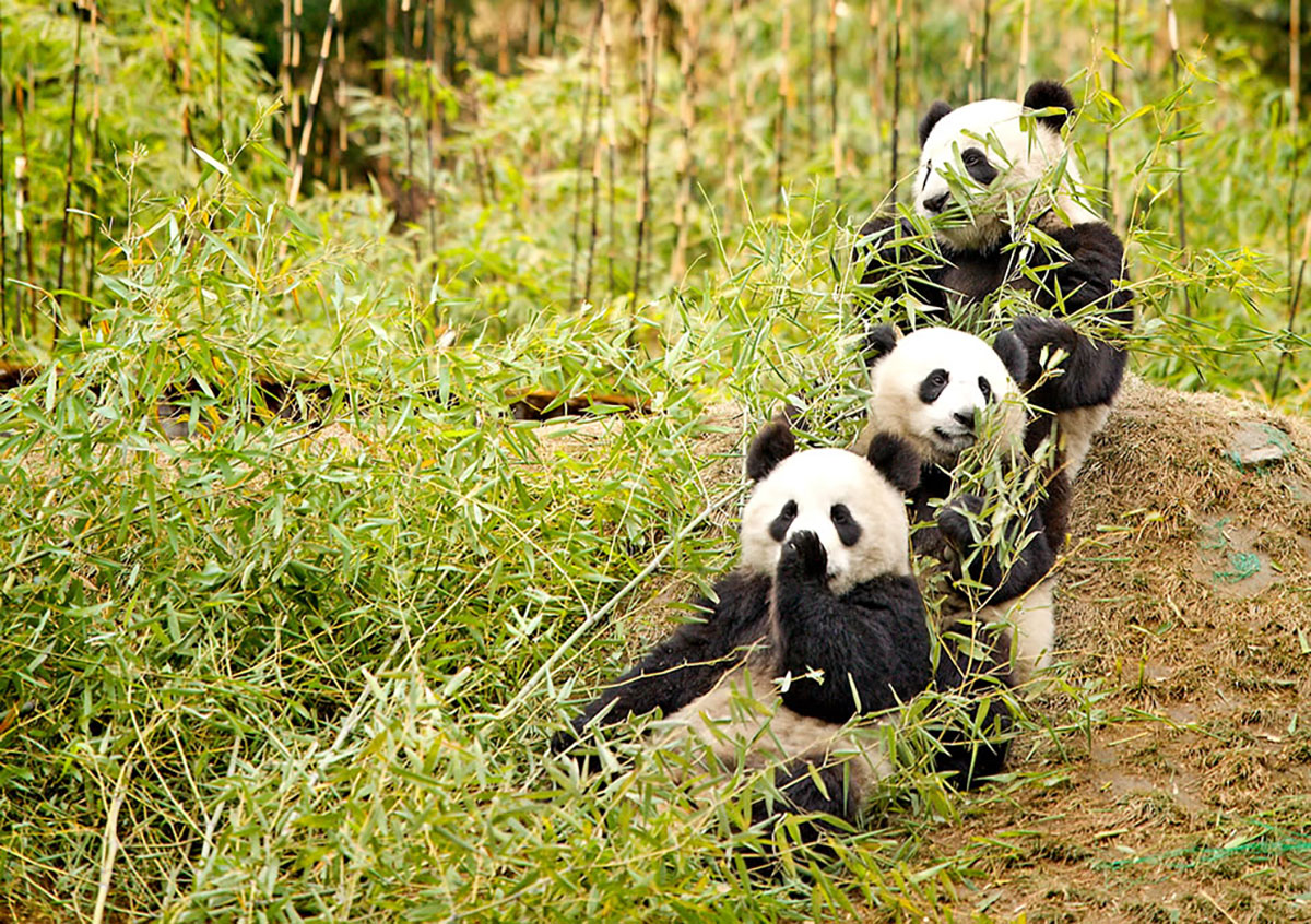 pandas eating bamboo