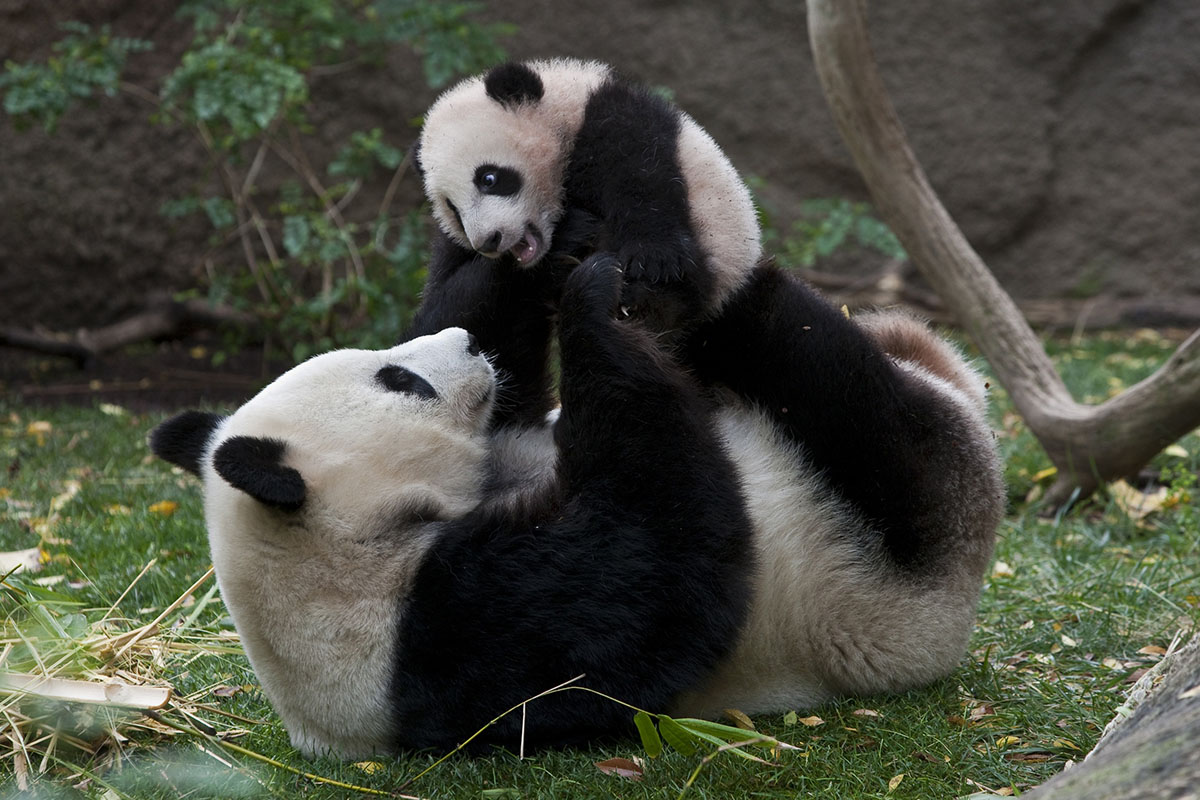 mom and baby panda